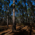 Uncovering the Limitations of Competitions in Central Texas