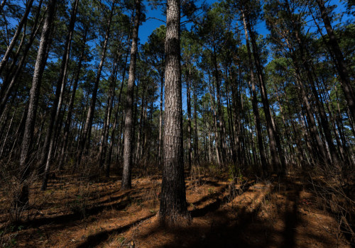 Uncovering the Limitations of Competitions in Central Texas